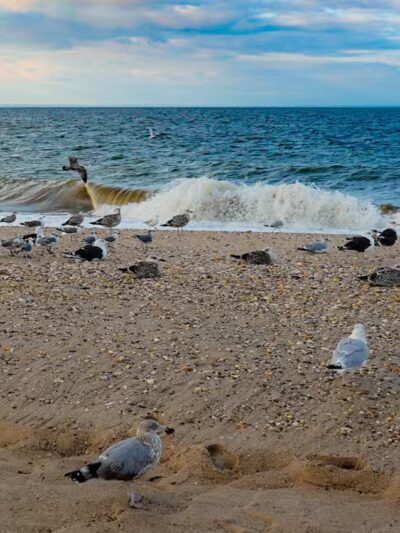 Cedar Beach Town Nature Preserve - Mt Sinai, NY