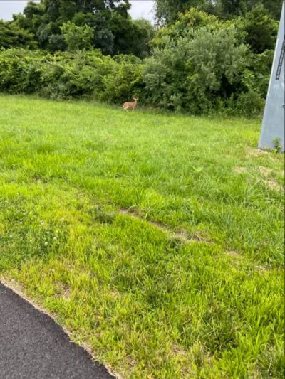 North Shore Rail Trail - Mt Sinai, NY