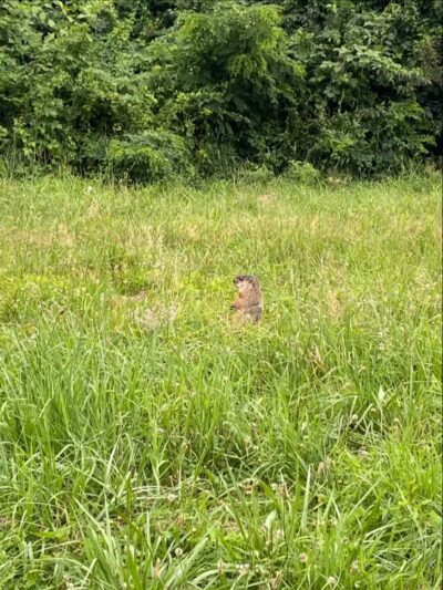 North Shore Rail Trail - Mt Sinai, NY