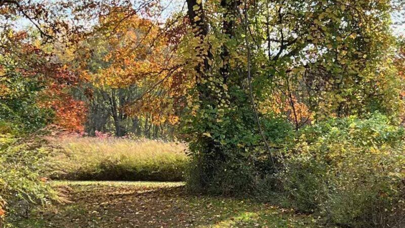 Muttontown Preserve - Muttontown, NY