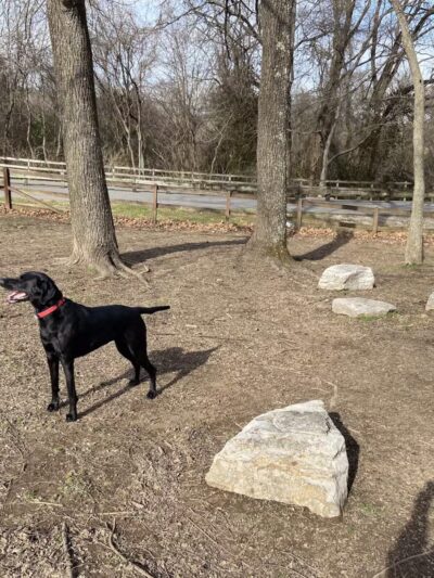 Shelby Dog Park - Nashville, TN