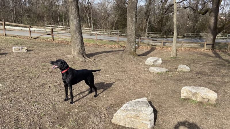 Shelby Dog Park - Nashville, TN
