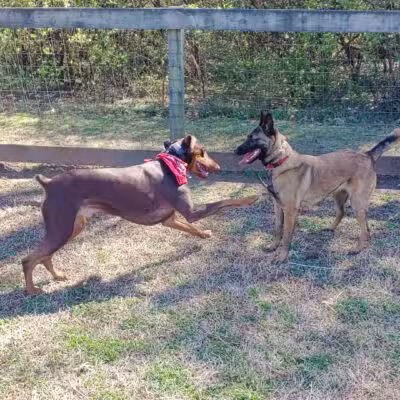 Shelby Dog Park - Nashville, TN