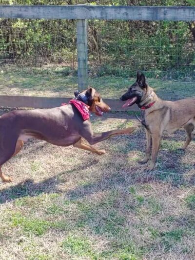 Shelby Dog Park - Nashville, TN