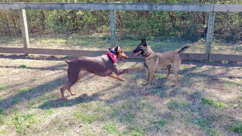 Shelby Dog Park - Nashville, TN