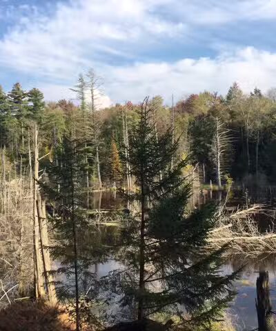 Baker Woods Preserve - Natural Bridge, NY