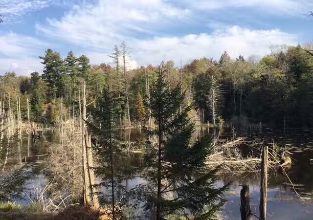 Baker Woods Preserve - Natural Bridge, NY