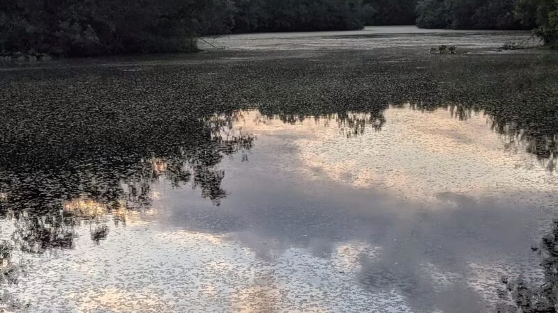 Walter S. Commerdinger, Jr. County Park - Nesconset, NY