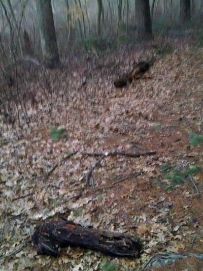 Walter S. Commerdinger, Jr. County Park - Nesconset, NY