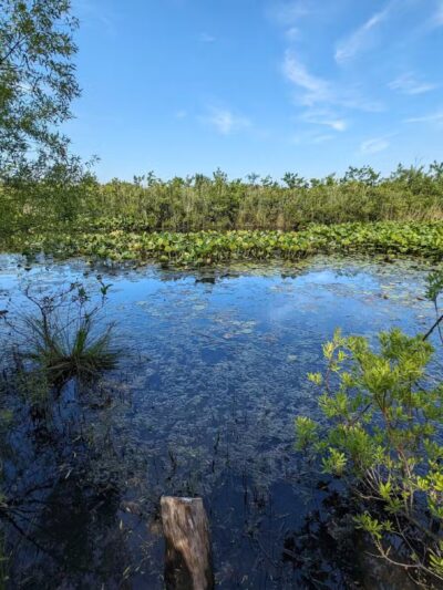 Walter S. Commerdinger, Jr. County Park - Nesconset, NY