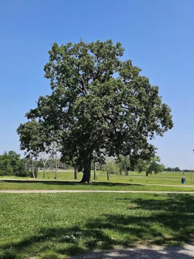 Marmaduke Park - Nevada, MO