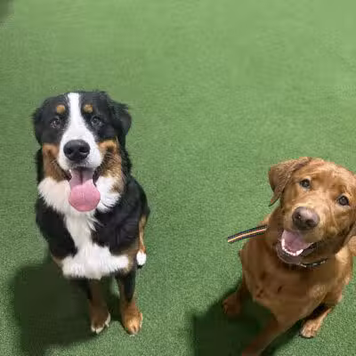 Stay and Play Indoor Dog Park, LLC - New Castle, PA