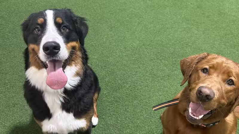 Stay and Play Indoor Dog Park, LLC - New Castle, PA