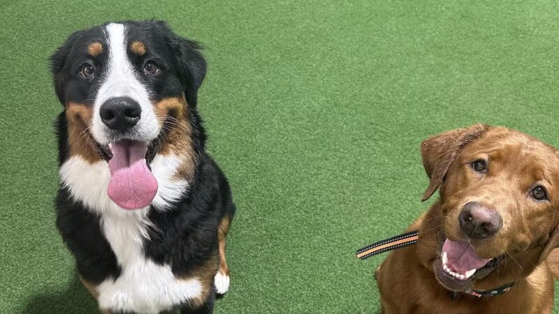 Stay and Play Indoor Dog Park, LLC - New Castle, PA