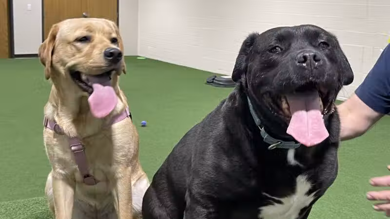 Stay and Play Indoor Dog Park, LLC - New Castle, PA