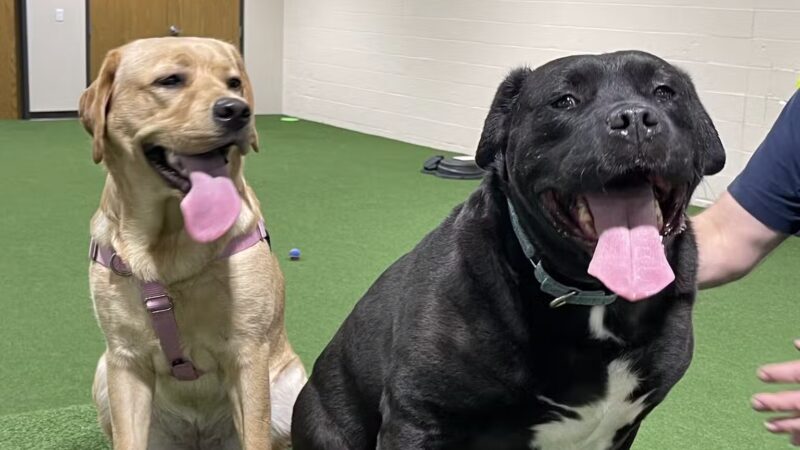 Stay and Play Indoor Dog Park, LLC - New Castle, PA