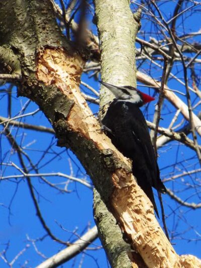 Sunny Valley Preserve - New Milford, CT