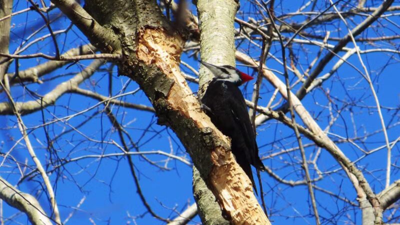 Sunny Valley Preserve - New Milford, CT