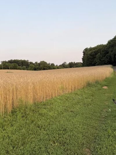 Sunny Valley Preserve - New Milford, CT
