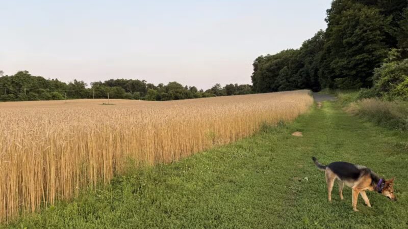 Sunny Valley Preserve - New Milford, CT
