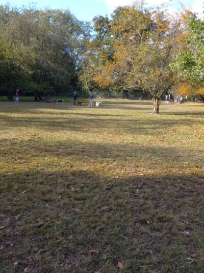 Dog park - New Rochelle, NY