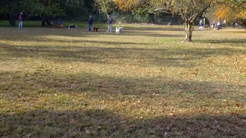 Dog park - New Rochelle, NY