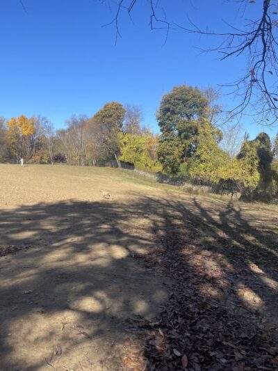 Dog park - New Rochelle, NY