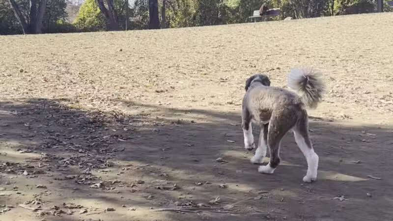 Dog park - New Rochelle, NY