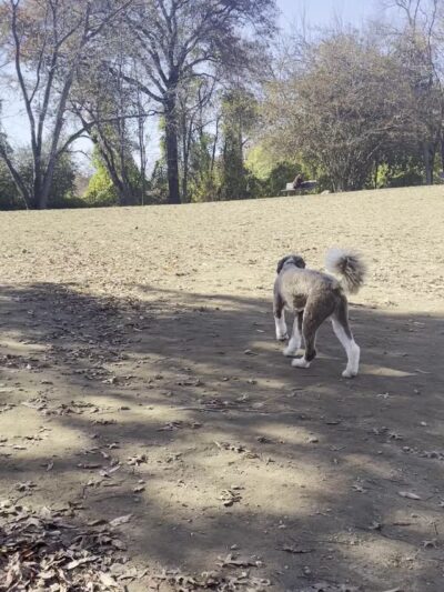 Dog park - New Rochelle, NY
