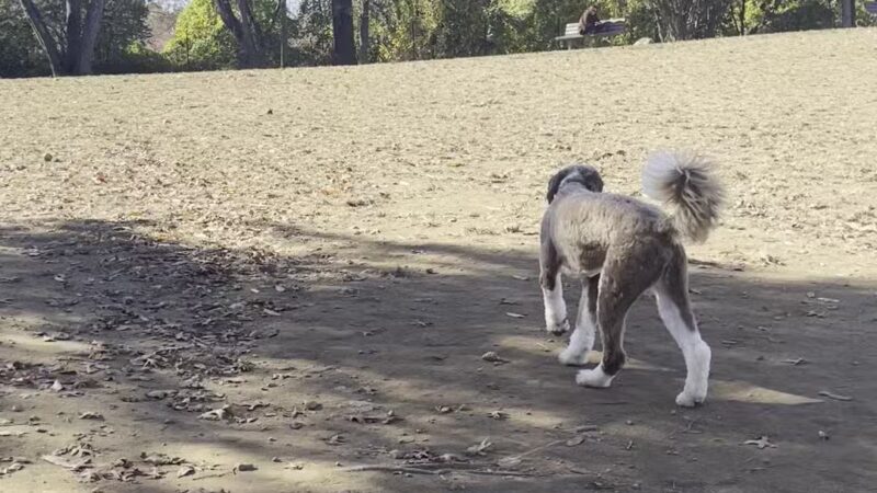 Dog park - New Rochelle, NY