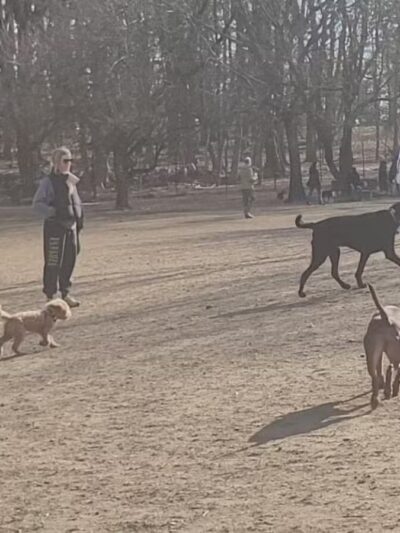 Ward Acres Park - New Rochelle, NY