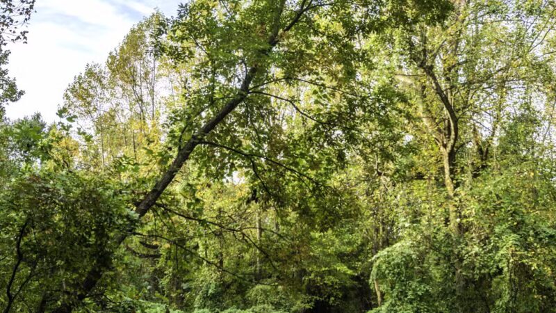 Ward Acres Park - New Rochelle, NY