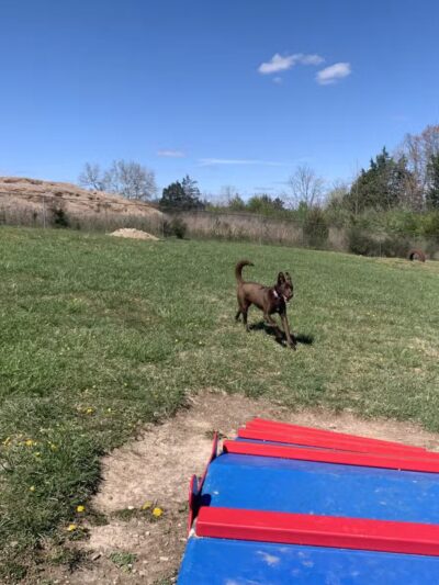Boyd Foundation Dog Park - New Tazewell, TN