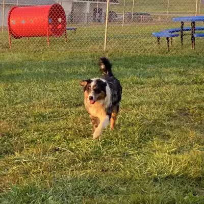 Boyd Foundation Dog Park - New Tazewell, TN