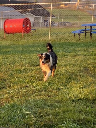 Boyd Foundation Dog Park - New Tazewell, TN