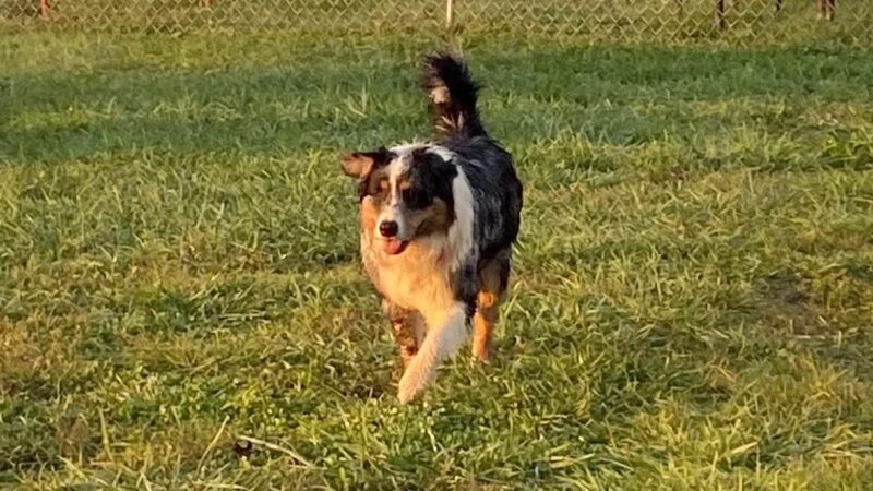 Boyd Foundation Dog Park - New Tazewell, TN