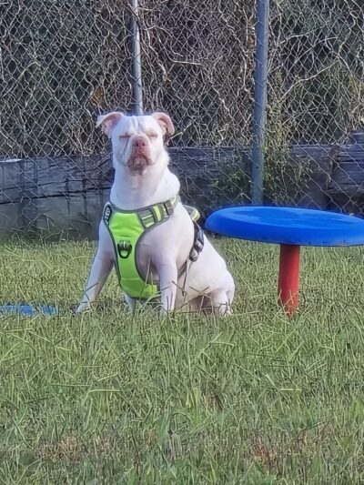 Boyd Foundation Dog Park - New Tazewell, TN