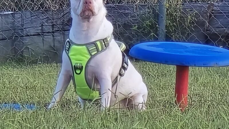 Boyd Foundation Dog Park - New Tazewell, TN