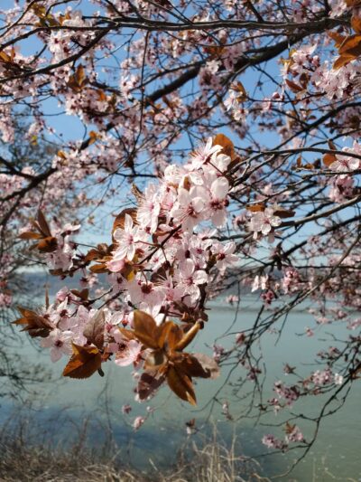 Dyckman Fields - New York, NY