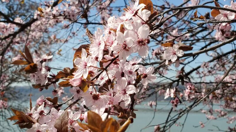 Dyckman Fields - New York, NY