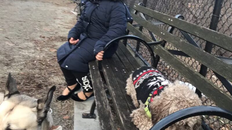Highbridge Park Dog Run - New York, NY
