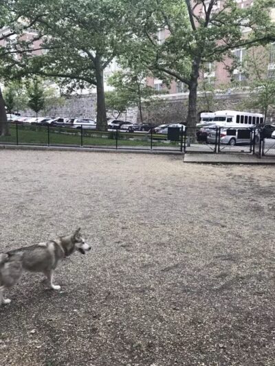 Highbridge Park Dog Run - New York, NY