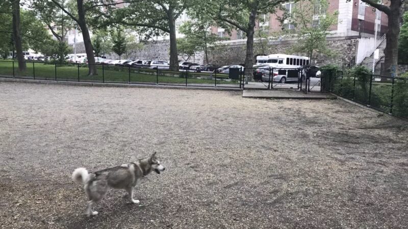 Highbridge Park Dog Run - New York, NY