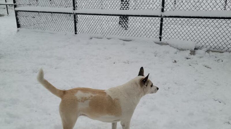 Homer's Run - New York, NY