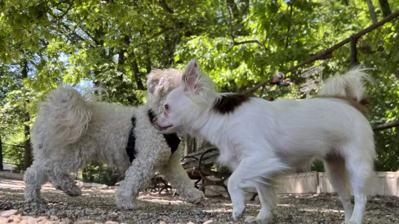 Homer's Run - New York, NY