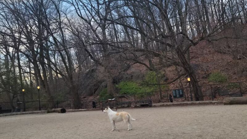 Homer's Run - New York, NY