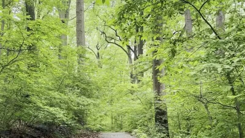 Overlook Meadow - New York, NY