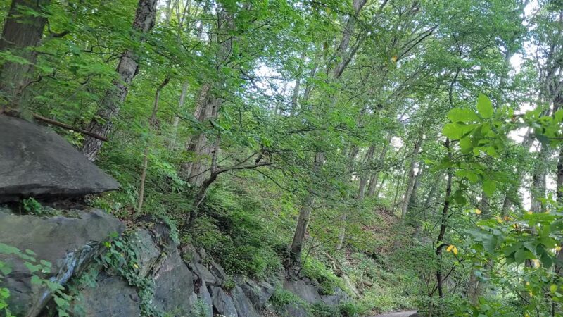 Overlook Meadow - New York, NY