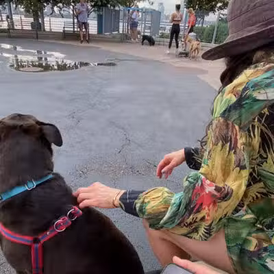 Tribeca Dog Run - New York, NY