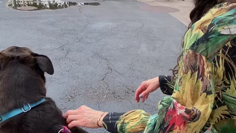 Tribeca Dog Run - New York, NY